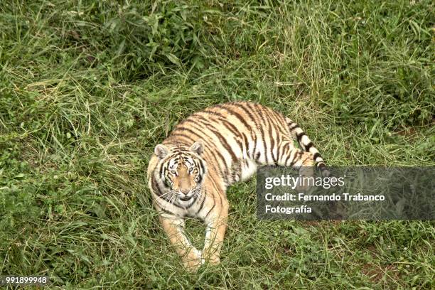 tiger lying on the grass - fernando trabanco ストックフォトと画像
