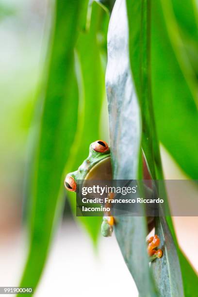 red eyed tree frog, costa rica - iacomino costa rica stock pictures, royalty-free photos & images