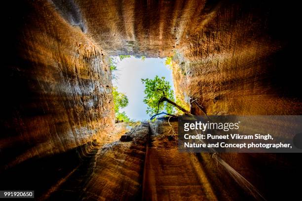 a sacred fig tree growing inside of a cave and inspiring to never give up - stuck inside fotografías e imágenes de stock