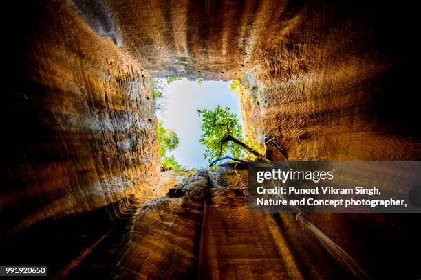 a sacred fig tree growing inside of a cave and inspiring to never give up - ficus tree stock pictures, royalty-free photos & images