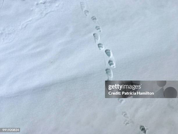 polar bear paw prints in snow - bear paw print stock-fotos und bilder