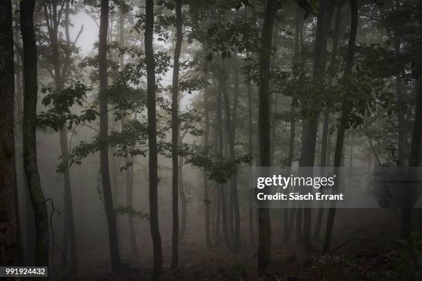 verwunschener schwarzwald - errant stock-fotos und bilder