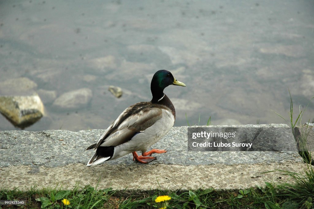 Duck in rain