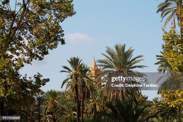 palmtrees & cathedral of palermo - delphine photos et images de collection