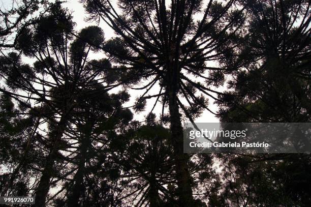 araucaria angustifolia - angustifolia stock pictures, royalty-free photos & images