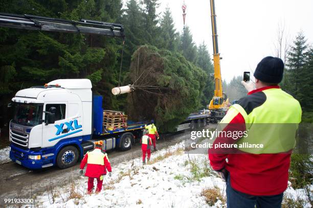 Workers of the forestry stand next to an 18 metres long spruce being loaded on a truck near Clausthal-Zellerfeld in Harz, Germany, 20 November 2017....