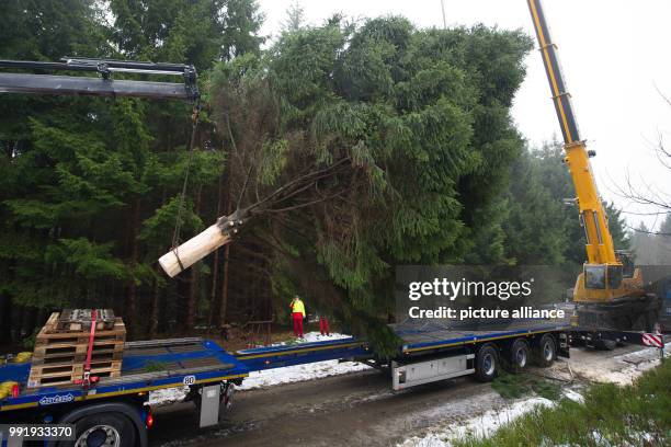 An 18 metres long spruce is loaded on a truck near Clausthal-Zellerfeld in Harz, Germany, 20 November 2017. The two tonnes heavy spruce is prepared...