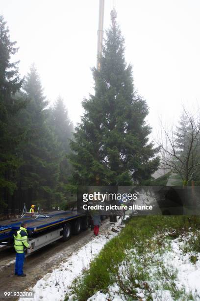 An 18 metres long spruce is loaded on a truck near Clausthal-Zellerfeld in Harz, Germany, 20 November 2017. The two tonnes heavy spruce is prepared...