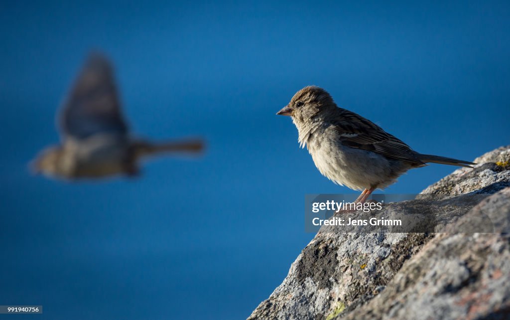 Bornholmer Spatz