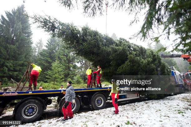 Workers load an 18-meter high tree on a truck near Clausthal-Zellerfeld in Harz, Germany, 20 November 2017. The tree will be transported to the...