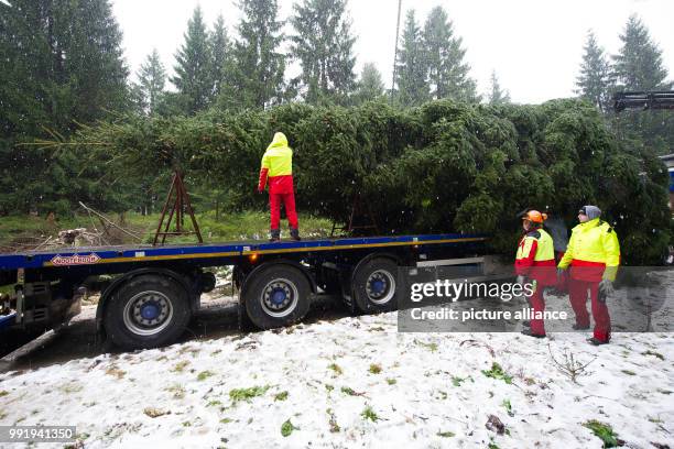 An 18-meter high tree lies on a truck near Clausthal-Zellerfeld in Harz, Germany, 20 November 2017. The tree will be transported to the...