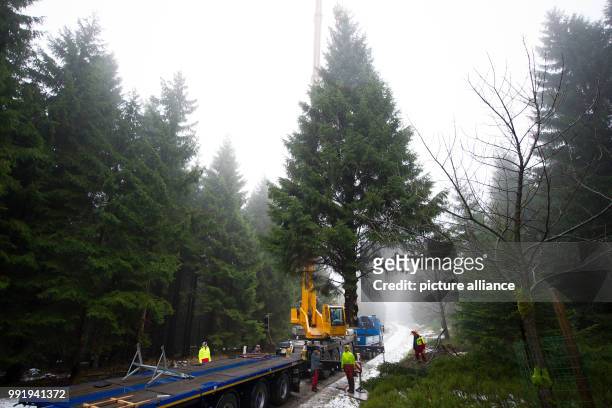 Crane loads an 18-meter high tree on a truck near Clausthal-Zellerfeld in Harz, Germany, 20 November 2017. The tree will be transported to the...