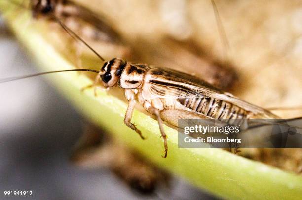 Crickets sit in plastic containers in a climate controlled growth room on the Siikonen family farm in Forssa, Finland, on Tuesday, June 26, 2018. On...