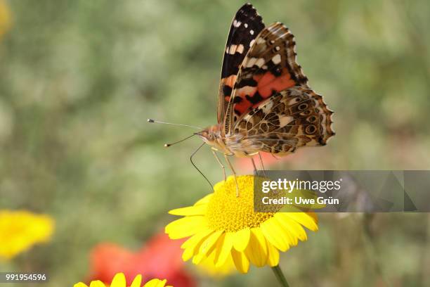 distelfalter (vanessa cardui) - grün stock pictures, royalty-free photos & images