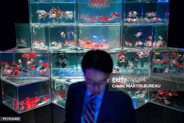 Man looks at goldfish during a press preview of the 2018 EDO Nihonbashi Art Aquarium exhibition in Tokyo on July 5, 2018. / "The erroneous mention[s]...