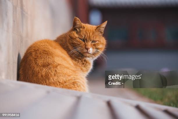 This photo taken on November 1, 2017 shows a cat named "Baidian'er", which means "white spot" in Chinese, sitting at the Palace Museum in Beijing's...