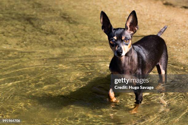 pincher at the beach - savage dog fotografías e imágenes de stock