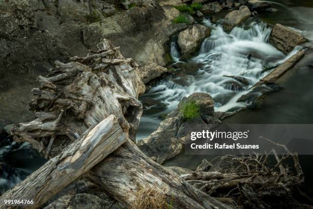 Tree Stump Rivers Flowing Tree Stump Water Photos and Premium High Res Pictures - Getty ...