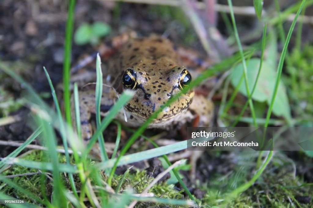 Frog 5