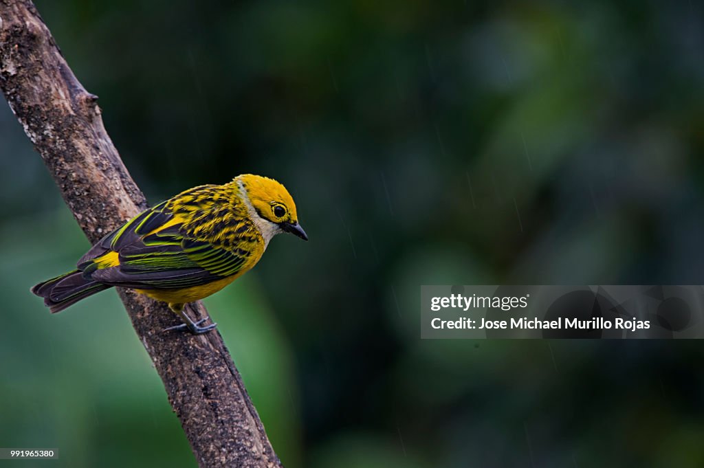 Silver-Throated Tanager