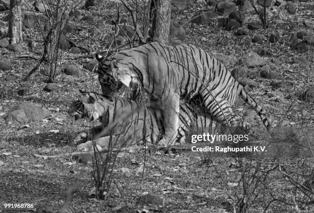 tigers mating!! - mating stock pictures, royalty-free photos & images