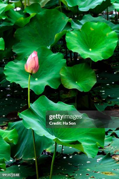 lotus flower - park ha stock pictures, royalty-free photos & images