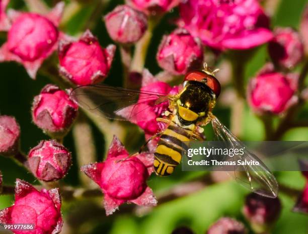 hoverfly on spirea blooms - spirea stock pictures, royalty-free photos & images