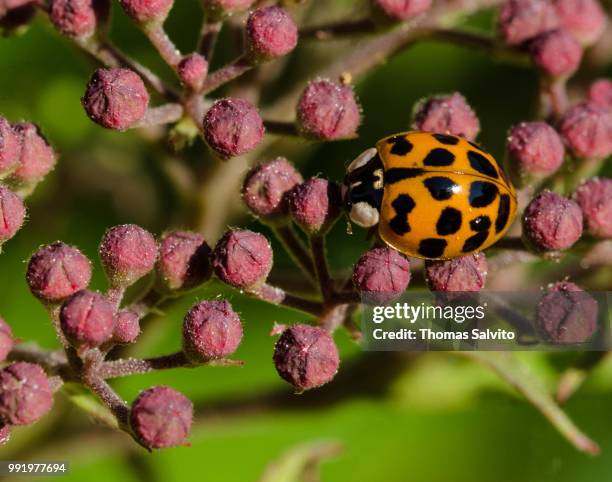 ladybug on spirea buds - spirea stock pictures, royalty-free photos & images