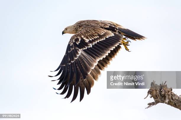 eastern imperial eagle - aguila imperial bildbanksfoton och bilder