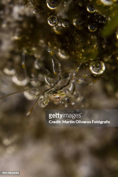 caridea shrimp - fotógrafo stock pictures, royalty-free photos & images