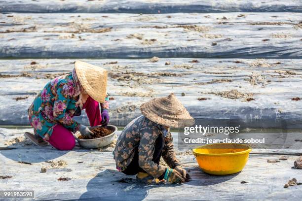 a snail farm, in can tho province (vietnam) - can tho province stock-fotos und bilder