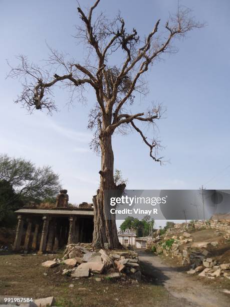Tree Images R 14,305 R Tree Stock Photos, High-Res Pictures, and Images - Getty Images