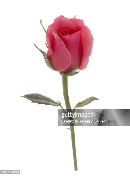 soft, fragrant, pink rose bud on white. - haslemere stock-fotos und bilder