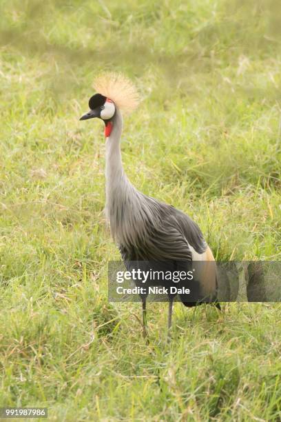 grey crowned crane on grass in profile - grey crowned crane stockfoto's en -beelden