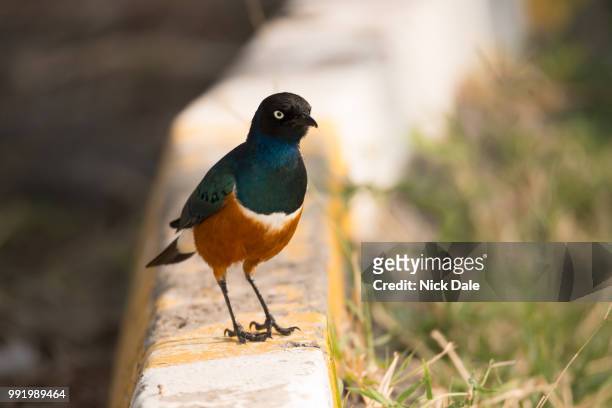 superb starling perched on kerb beside road - superb stock pictures, royalty-free photos & images