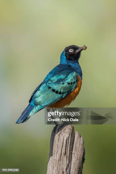 superb starling carrying worm perched on fencepost - superb stock pictures, royalty-free photos & images