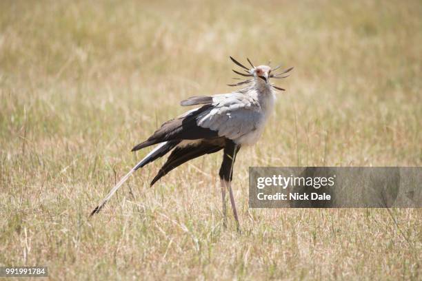 secretary bird with black and white plumage - black bird stock pictures, royalty-free photos & images