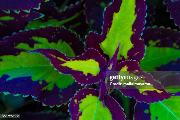 vivid - coleus stock pictures, royalty-free photos & images