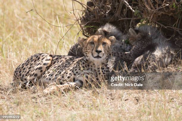 female cheetah looking at camera beside cubs - afrikaans jachtluipaard stockfoto's en -beelden