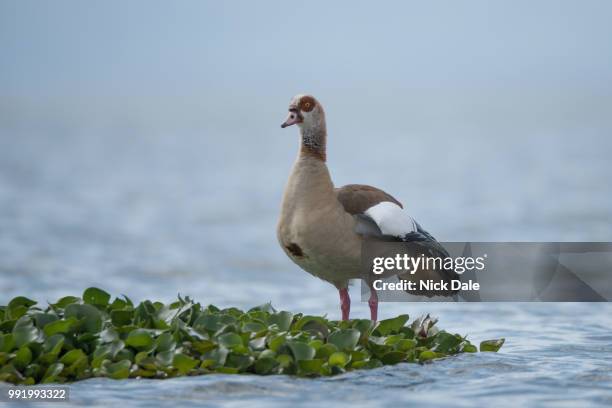 egyptian goose perched on floating green plant - ganso do egipto imagens e fotografias de stock