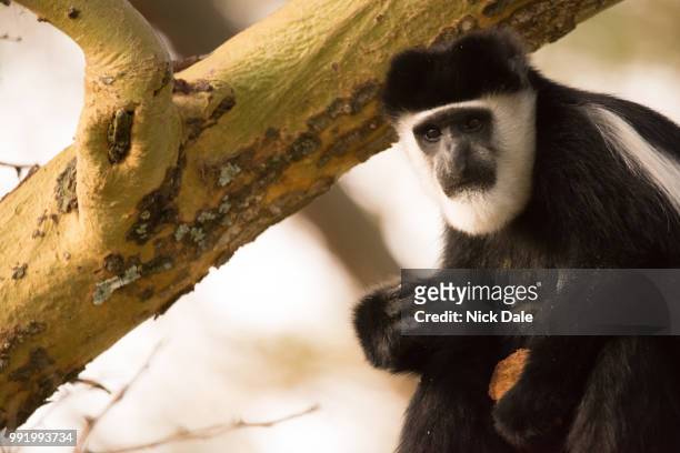 black and white colobus monkey holding biscuit - black and white colobus stock pictures, royalty-free photos & images