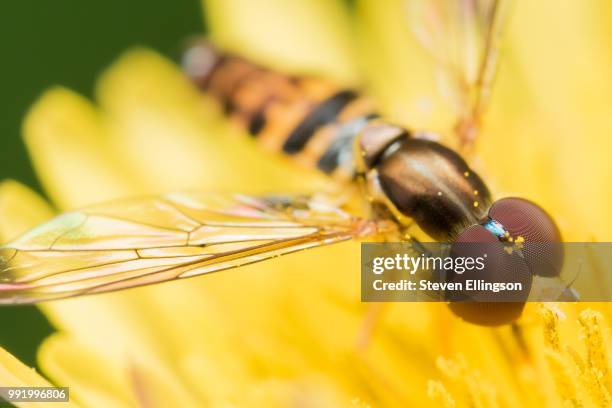 hoverfly with red eyes on bright yellow flower - yellow eyes stock pictures, royalty-free photos & images