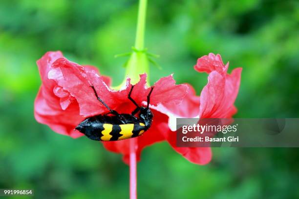 Voracious Insect Basant Photos and Premium High Res Pictures - Getty Images