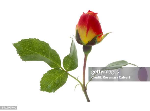 rosa eternal flame rose bud with leaf on white. - super sensory stock pictures, royalty-free photos & images
