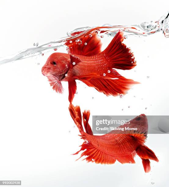 siamese fighting fish is real fighting in a pure water. - fighting fish stock pictures, royalty-free photos & images