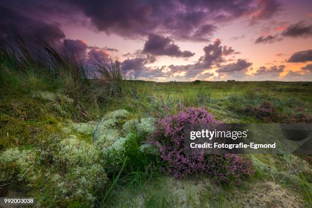 heath in the dunes - fotografie ストックフォトと画像