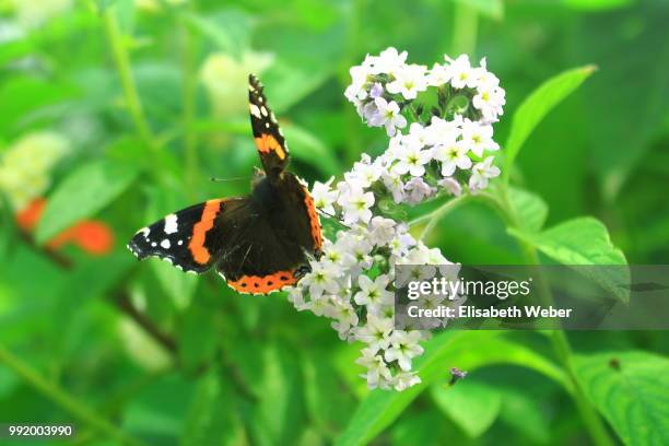 papillon - papillon stock pictures, royalty-free photos & images