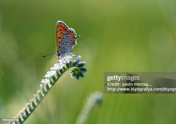 butterfly dream - www photo com stock pictures, royalty-free photos & images