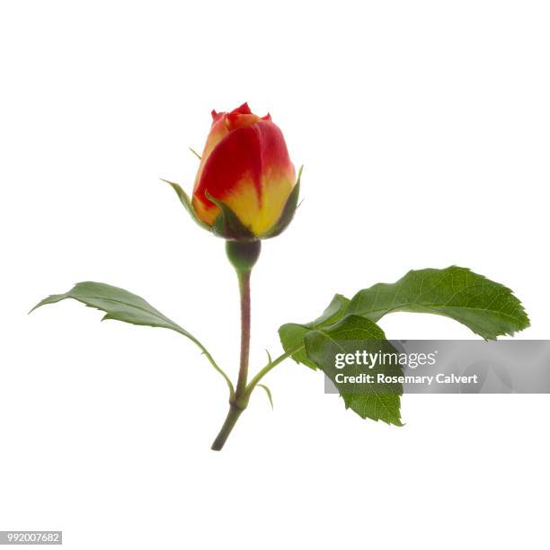 rosa eternal flame with leaf in white square. - supersensorial fotografías e imágenes de stock