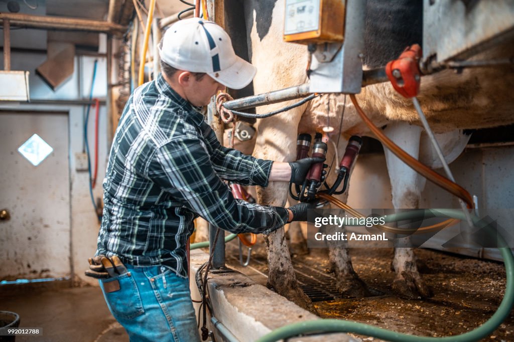 Cow being milked on a dairy farm